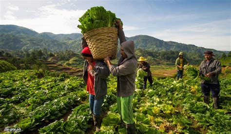 “Developing Sustainable Agriculture: A Philippine Perspective” - Unveiling Filipino Farming Wisdom Through Practical Solutions and Cultural Insights