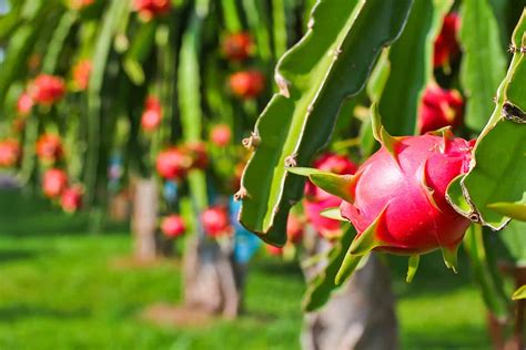 Beneath the Shade of Dragonfruit Trees: A Journey Through Forbidden Love and Societal Expectations