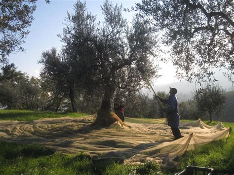 Innovations in Sustainable Olive Cultivation: An Artistic Exploration of Nature's Bounty