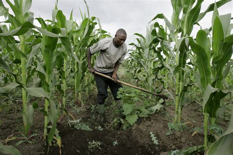 Planting for Food Security: A Comprehensive Guide to Sustainable Agriculture in Nigeria - An Epic Journey into the Heart of Nigerian Farming